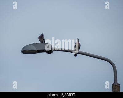 Tauben sitzen auf einer Laterne. Tauben auf einer Straßenlaterne. Stockfoto