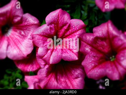 Nahaufnahme von Blumen mit Wassertropfen auf Blütenblättern, heller festlicher Hintergrund, Frische der Natur und Farbenreichtum. Stockfoto