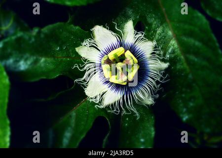 Nahaufnahme von Blumen mit Wassertropfen auf Blütenblättern, heller festlicher Hintergrund, Frische der Natur und Farbenreichtum. Stockfoto