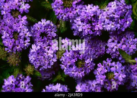 Nahaufnahme von Blumen mit Wassertropfen auf Blütenblättern, heller festlicher Hintergrund, Frische der Natur und Farbenreichtum. Stockfoto