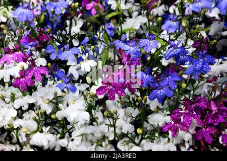 Nahaufnahme von Blumen mit Wassertropfen auf Blütenblättern, heller festlicher Hintergrund, Frische der Natur und Farbenreichtum. Stockfoto