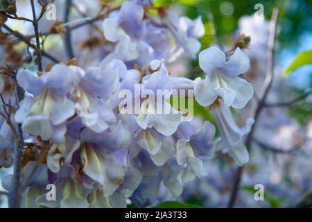 Blüten von Paulownia (lateinisch Paulowania), oder Adams Baum oder der Baum des Lebens (Japan, Kiri) - der am schnellsten wachsende Baum Stockfoto