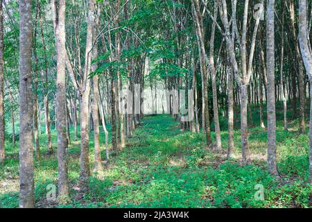 Gummibaum in der Plantage Stockfoto