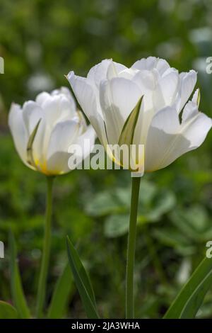 Halbdoppelte, duftende weiße Blüten, die mit grünen, Tulip Exotic Emperor aus nächster Nähe geflammt sind Stockfoto