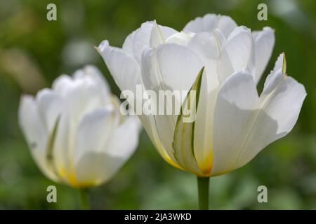 Halbdoppelte, duftende weiße Blüten, die mit grünen, Tulip Exotic Emperor aus nächster Nähe geflammt sind Stockfoto