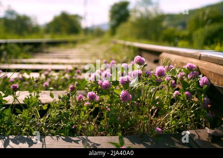 Pinkviolett blühender Kleeblatt alias trifolium pratense wächst zwischen Schienen auf der Eisenbahn in den Feldern Stockfoto