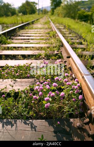 Pinkviolett blühender Kleeblatt alias trifolium pratense wächst zwischen Schienen auf der Eisenbahn in den Feldern Stockfoto