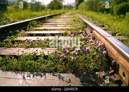 Pinkviolett blühender Kleeblatt alias trifolium pratense wächst zwischen Schienen auf der Eisenbahn in den Feldern Stockfoto