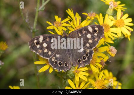 Nahaufnahme eines gesprenkelten Waldschmetterlings (Pararge aegeria) in Ruhe auf Blumen. Aufgenommen im Joe's Pond Nature Reserve, Rainton, Tyne & Wear, Großbritannien. Stockfoto