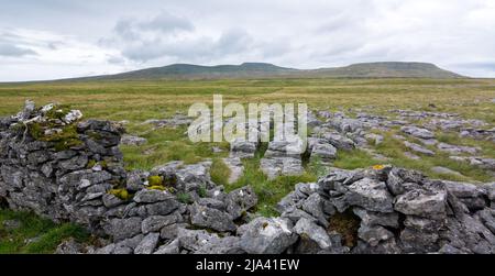 Zerbröckelte Trockensteinmauer auf dem Weg nach Ingleborough, einem der Yorkshire Three Peaks, unter bewölktem Himmel. Aufgenommen während des Spazierens auf dem Dales High Way. Stockfoto