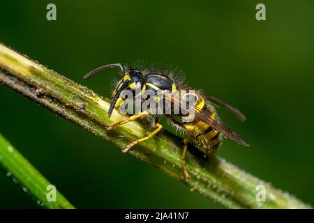 Nahaufnahme eines gewöhnlichen Wespenarbeiters (Vespula vulgaris) in Ruhe auf dem Stamm einer Pflanze. Aufgenommen in Hawthorn Hive, County Durham, Großbritannien. Stockfoto