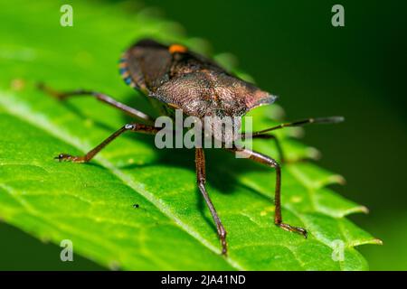 Ein Waldkäfer, auch bekannt als Rotbeinige Schildkäfer (Pentatoma rufipes), der auf einem Blatt ruht. Aufgenommen in Hawthorn Hive, County Durham, Großbritannien Stockfoto