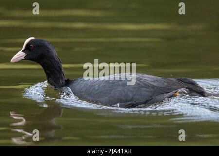 Ein eurasischer Ruß (Fulica altra) in der Nähe von Penshaw, Tyne & Wear, Großbritannien Stockfoto