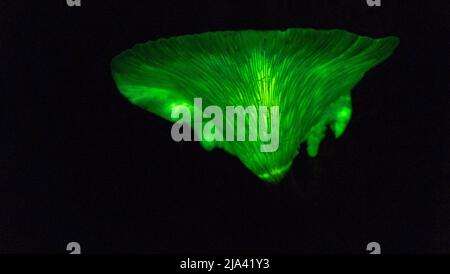 Geisterpilze - Ompalotus nidiformis Stockfoto