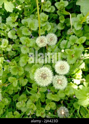 Ein paar weiße, flauschige Dandelionen im grünen Gras Draufsicht. Platz kopieren. Stockfoto