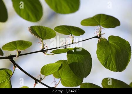 Cercidiphyllum magnificum, der großblättrige katsura oder der prächtige katsura-Baum. Die ersten grünen Blätter auf dem Ast im Frühling Stockfoto