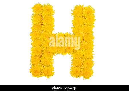 Das englische Alphabet der Dandelion-Blüten. Buchstabe H Stockfoto