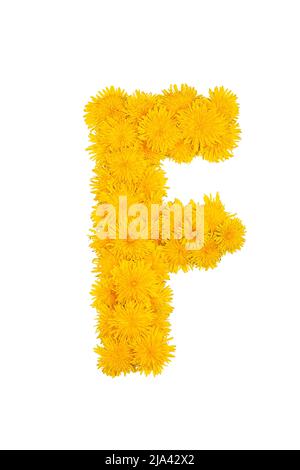 Das englische Alphabet der Dandelion-Blüten. Buchstabe F Stockfoto