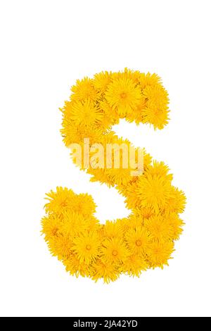 Das englische Alphabet der Dandelion-Blüten. Buchstabe S Stockfoto