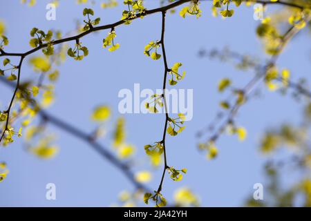 Ginkgo biloba. Erstes Frühlingslaub. Junge kleine grüne Blätter in hellem Kontrastlicht mit verschwommenem Hintergrund und blauem Himmel Stockfoto