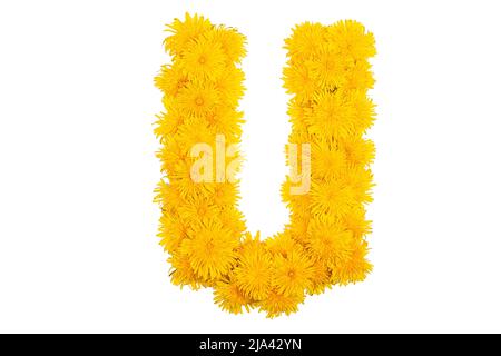 Das englische Alphabet der Dandelion-Blüten. Buchstabe U Stockfoto