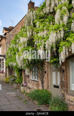 Wisteria floribunda Alba auf einem cotswold Steinhaus im Frühjahr. Burford. Cotswolds, Oxfordshire, England Stockfoto