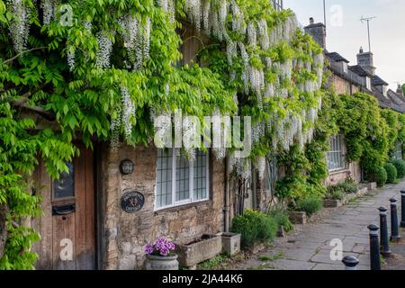 Wisteria floribunda Alba auf einem cotswold Steinhaus im Frühjahr. Burford. Cotswolds, Oxfordshire, England Stockfoto