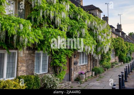 Wisteria floribunda Alba auf einem cotswold Steinhaus im Frühjahr. Burford. Cotswolds, Oxfordshire, England Stockfoto