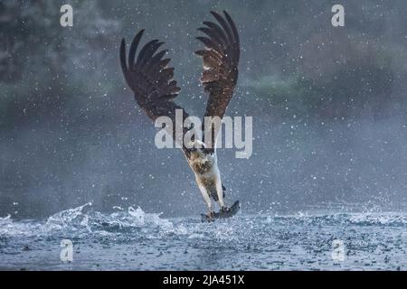 Der Fischadler am Fluss Gwash. OAKHAM, Großbritannien: MAJESTÄTISCHE Fotos haben diese unglaublichen Yorkshire-Vögel festgehalten, die wie mythische bei aus dem Wasser steigen Stockfoto