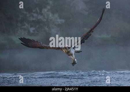 Der Fischadler am Fluss Gwash. OAKHAM, Großbritannien: MAJESTÄTISCHE Fotos haben diese unglaublichen Yorkshire-Vögel festgehalten, die wie mythische bei aus dem Wasser steigen Stockfoto