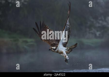 Der Fischadler am Fluss Gwash. OAKHAM, Großbritannien: MAJESTÄTISCHE Fotos haben diese unglaublichen Yorkshire-Vögel festgehalten, die wie mythische bei aus dem Wasser steigen Stockfoto