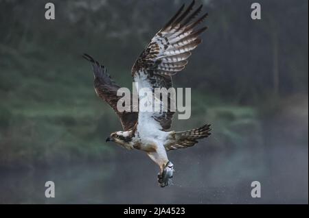 Der Fischadler am Fluss Gwash. OAKHAM, Großbritannien: MAJESTÄTISCHE Fotos haben diese unglaublichen Yorkshire-Vögel festgehalten, die wie mythische bei aus dem Wasser steigen Stockfoto