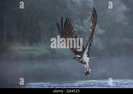 Der Fischadler am Fluss Gwash. OAKHAM, Großbritannien: MAJESTÄTISCHE Fotos haben diese unglaublichen Yorkshire-Vögel festgehalten, die wie mythische bei aus dem Wasser steigen Stockfoto