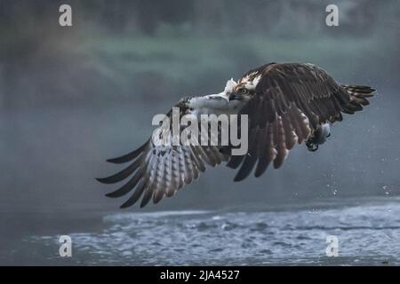 Der Fischadler am Fluss Gwash. OAKHAM, Großbritannien: MAJESTÄTISCHE Fotos haben diese unglaublichen Yorkshire-Vögel festgehalten, die wie mythische bei aus dem Wasser steigen Stockfoto