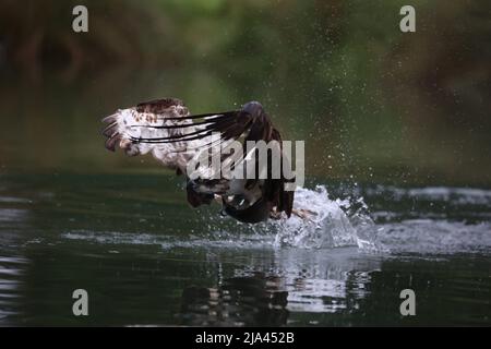 Der Fischadler am Fluss Gwash. OAKHAM, Großbritannien: MAJESTÄTISCHE Fotos haben diese unglaublichen Yorkshire-Vögel festgehalten, die wie mythische bei aus dem Wasser steigen Stockfoto