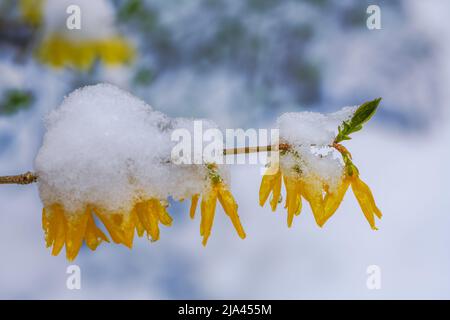 Schnee und Eis bedeckten die Blüten des Forsythia-Busches Stockfoto