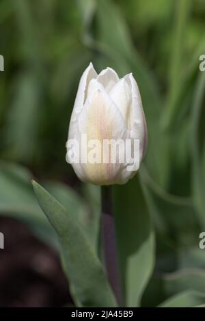 White Tulips Single Early Coquette Nahaufnahme Stockfoto