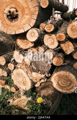 Baumstämme aus Kirschstämmen stapeln sich. Gesägte Bäume aus dem Wald. Holzfäller Holzindustrie. Stockfoto