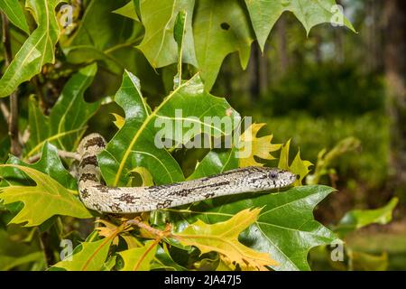 Graue Ratschlanke - Pantherophis spiloides Stockfoto