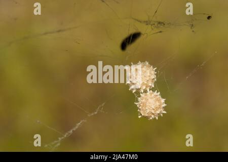Südliche Eier der schwarzen Witwe Spider - Latrodectus mactans Stockfoto