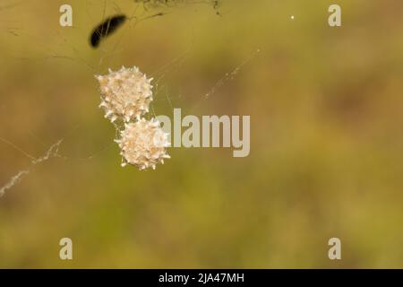 Südliche Eier der schwarzen Witwe Spider - Latrodectus mactans Stockfoto