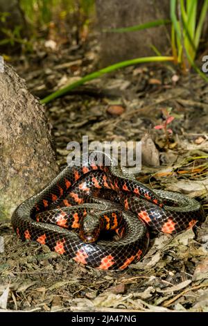 Östliche Schlammschlange - Farancia abacura Stockfoto