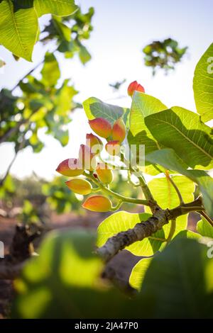 Grüne Pistazien auf dem Baum Stockfoto