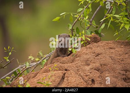 Der Zwerggans (Helogale parvula) ist nicht nur das kleinste Mitglied der Mungo-Familie, er ist der kleine Fleischfresser in ganz Afrika, Stockfoto