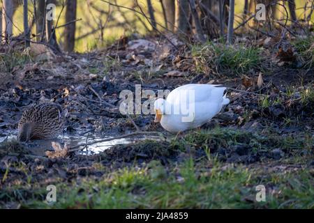 2 Enten, eine mit weißem Haar, eine andere mit 3 Farben hellbraun, weiß und schwarz, stehen auf einer Feldstraße neben einem Kanal in einem Park. Hochwertige Fotos Stockfoto