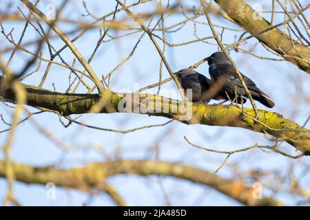 Eurasische Jackdaw, Corvus monedula, ein Paar, das auf einem Ast thront. Hochwertige Fotos Stockfoto