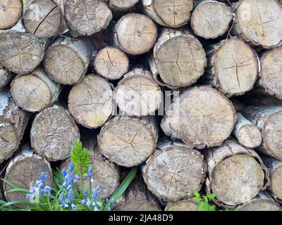 Gegensätze - Leben und Tod. Dieser Haufen von Baumstämmen, von toten, gefallenen Bäumen, steht in enges Kontrast zum Leben einer einsamen Gruppe von Frühlingsboten Stockfoto