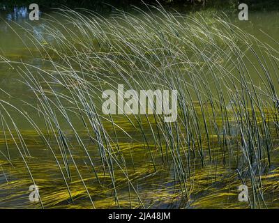 Ein abstraktes Bild von Schilf und Reflexionen in Abbey Stream, einem kleinen, aber schönen Nebenfluss der Themse von Abingdon, genau wie er sich mit dem Hauptstrom verbindet Stockfoto