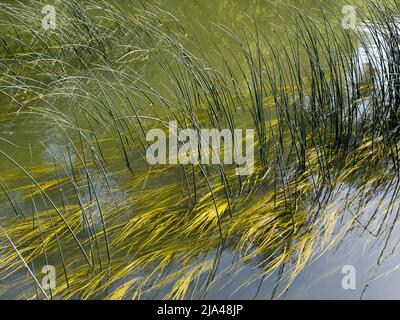 Ein abstraktes Bild von Schilf und Reflexionen in Abbey Stream, einem kleinen, aber schönen Nebenfluss der Themse von Abingdon, genau wie er sich mit dem Hauptstrom verbindet Stockfoto