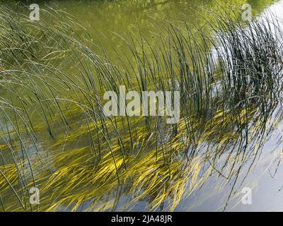 Ein abstraktes Bild von Schilf und Reflexionen in Abbey Stream, einem kleinen, aber schönen Nebenfluss der Themse von Abingdon, genau wie er sich mit dem Hauptstrom verbindet Stockfoto